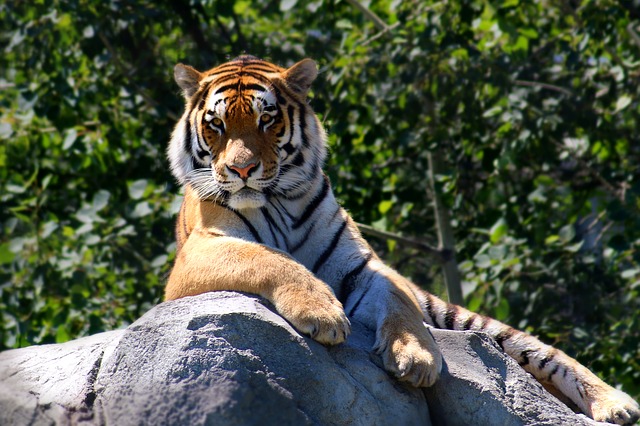 10 Best Tiger Safari in India