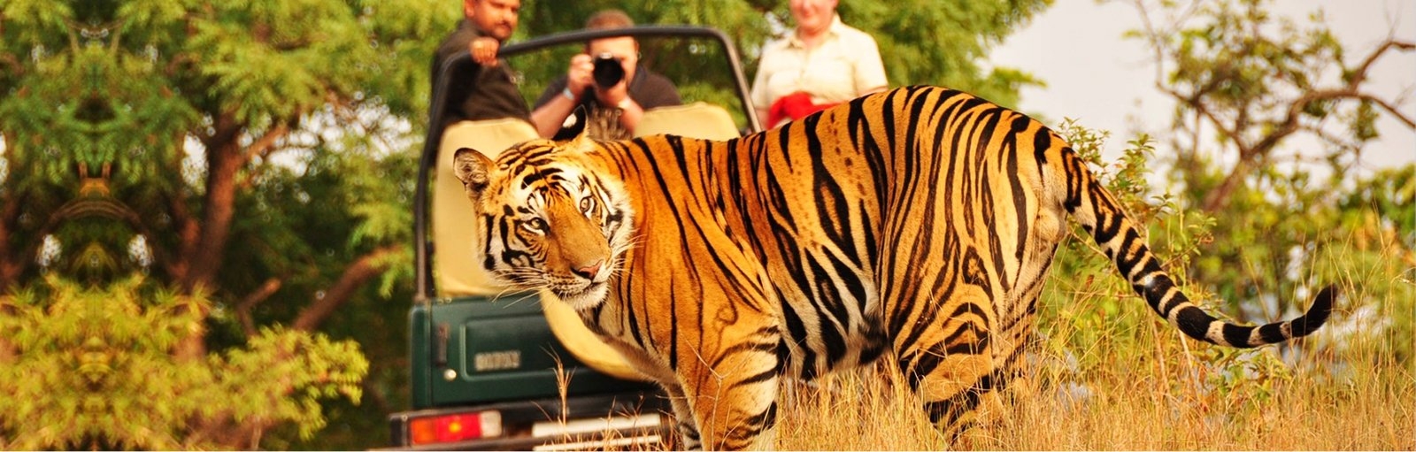 Luxury India Travel with Tiger