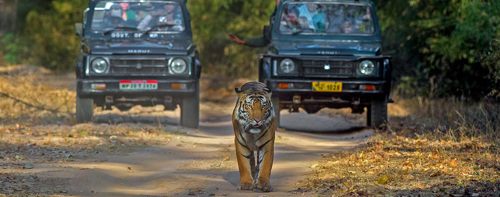 Exclusive Wildlife tour of North India